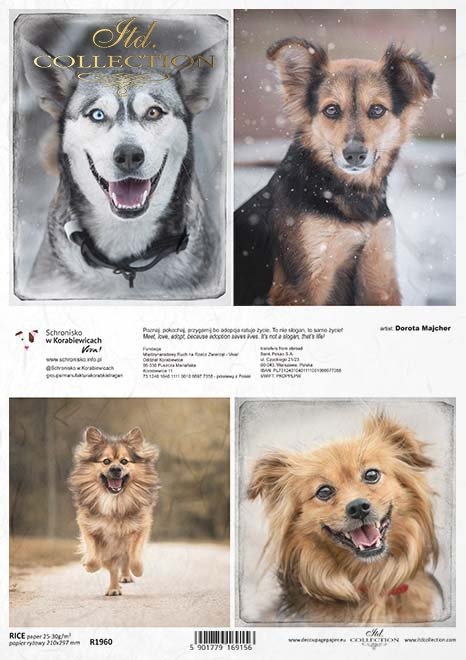 Schronisko w Korabiewicach, fotografie zwierząt, psy, Dorota Majcher*Shelter in Korabiewice, animal photography, dogs, Dorota Majcher*Tierheim in Korabiewice, Tierfotografie, Hunde, Dorota Majcher*Refugio en Korabiewice, fotografía de animales, perros, Do