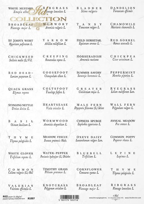 zioła po angielsku i łacińsku*herbs in english and latin*Kräuter auf englisch und lateinisch*hierbas en inglés y latín