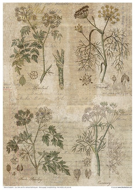 Zestaw papierów - Herbarium*Set of papers - Herbarium*Reihe von Papieren - Herbarium* Conjunto de papeles - Herbario* Conjunto de papeles - Herbario