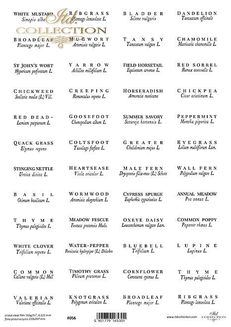 zioła po angielsku i łacińsku*herbs in english and latin*Kräuter auf englisch und lateinisch*hierbas en inglés y latín