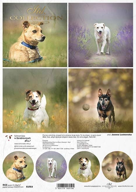 Schronisko w Korabiewicach, fotografie zwierząt, psy, Joanna Laskowska*Shelter in Korabiewice, animal photography, dogs, Joanna Laskowska*Tierheim in Korabiewice, Tierfotografie, Hunde, Joanna Laskowska*Refugio en Korabiewice, fotografía de animales, perr