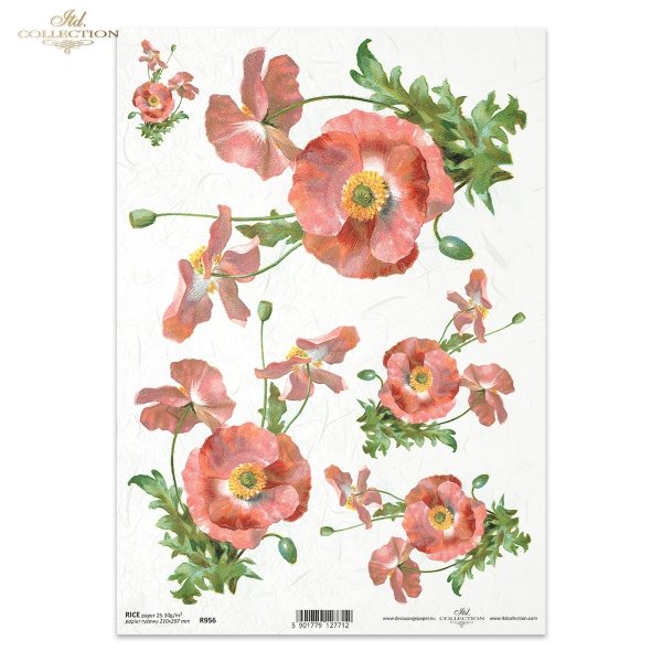 mak, maki, makowe, kwiat, łąka, ogród, lato, R956, poppy, flower, meadow, garden, summer, Mohn, Mohnblume, Blume, Wiese, Garten, Sommer, amapola, flor, prado, jardín, verano 