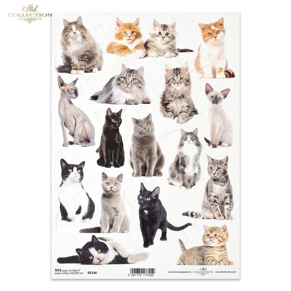 kot, koty, kotek, kotki, zwierzę, zwierzęta domowe, cat, cats, kitten, kittens, animal, pets, Katze, Katzen, Kätzchen, Tier, Haustiere, gato, gatos, gatito, gatitos, animal, mascotas