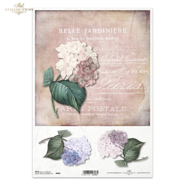 hortensja, hortensje, kwiat, ogród, lato, hortensją, pocztówka, Paris, R984, flower, garden, summer, hydrangea, postcard, Blume, Garten, Sommer, Hortensie, Postkarte, flor, jardín, verano, hortensia, tarjeta postal, París