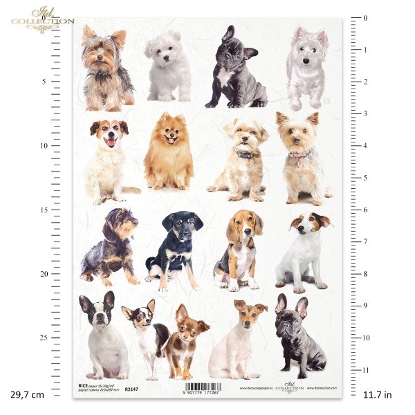 pies, psy, psiak, psiaki, pieski, zwierzę, zwierzęta domowe, dog, dogs, pets, animal, Hund, Hunde, Haustiere, Tier, Haustiere, perro, perros, mascotas, animal