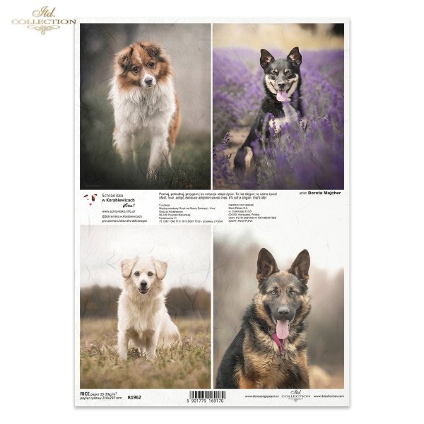 Papier decoupage, papier, Schronisko w Korabiewicach, fotografie zwierząt, psy, Dorota Majcher, Shelter in Korabiewice, animal photography, dogs, Tierheim in Korabiewice, Tierfotografie, Hunde, Refugio en Korabiewice, fotografía