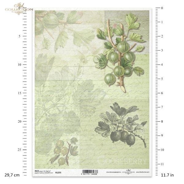 gooseberry, fruits, twig, twigs, leaves, old inscriptions, retro, handwriting, vegetable background, Stachelbeere, Obst, Zweig, Blätter, alte Beschriftung, retro, handschriftlich, Pflanzenhintergrund, grosella espinosa