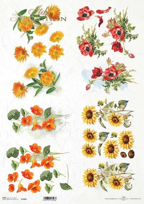 akwarelowe tła, kwiaty 3D, nagietek, słonecznik, maki, nasturcja*3D flowers, marigold, sunflower, poppies, nasturtium
