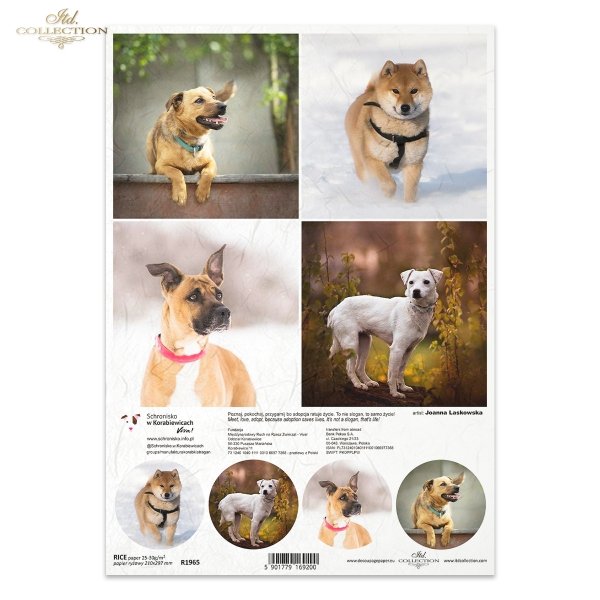 Papier decoupage, papier, Schronisko w Korabiewicach, fotografie zwierząt, psy, Joanna Laskowska, Shelter in Korabiewice, animal photography, dogs, Tierheim in Korabiewice, Tierfotografie, Hunde, Refugio en Korabiewice, fotografía