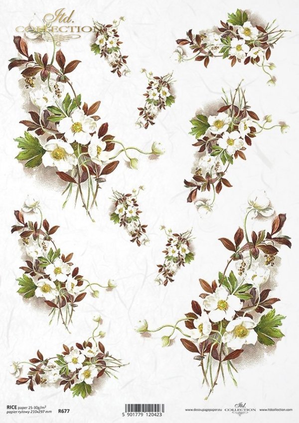 zawilec, zawilce, leśne kwiaty, wiosna, pora roku przedwiośnie, R677, forest flowers, spring, pre-winter season, Waldblumen, Frühling, Vorwinterzeit, flores del bosque, primavera, temporada pre-invierno