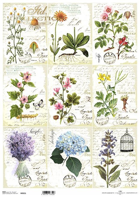 zioła, kwiaty, pismo, herbarium*herbs, flowers, writing, herbarium*Kräuter, Blumen, Schreiben, Herbarium*hierbas, flores, escritura, herbario