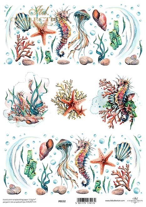 muszle, konik morski, meduza, koralowce*shells, seahorse, jellyfish, corals*Muscheln, Seepferdchen, Quallen, Korallen*conchas, caballitos de mar, medusas, corales