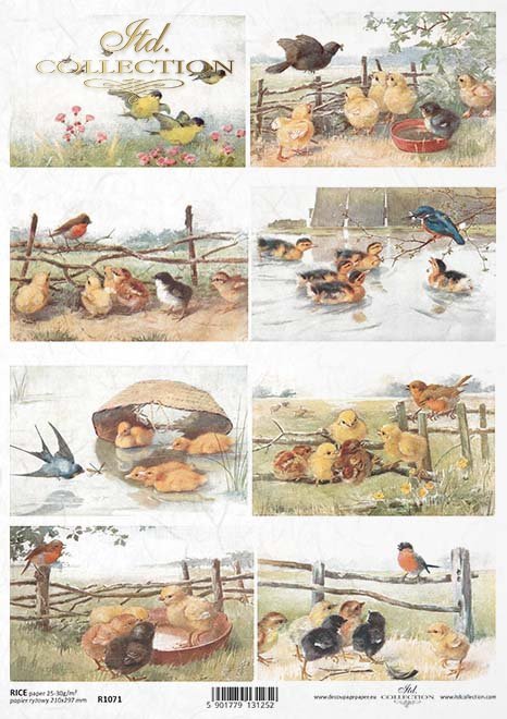wiosna, wieś, wioska, pole, ptak, ptaszek, ptaszki, pisklak, pisklę, kurczak, kurczaczki, spring, village, field, bird, chicks, chickens, Frühling, Dorf, Feld, Vogel, Vögel, Küken, Hühner, primavera, pueblo, campo, pájaro, pollos 