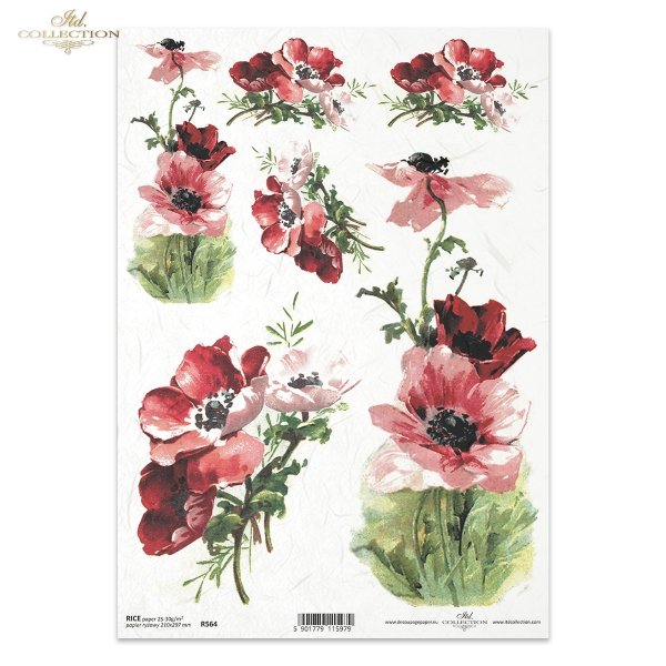 maki, mak, łąka, pole, ogród, polne kwiaty, polne maki, kwiat, kwiaty, kwiatek, kwiatki, lato, R564, poppies, poppy, meadow, field, garden, field flowers, field poppies, flower, summer, Mohn, Wiese, Feld, Garten, Feldblumen, Feldmohn, Blume, Sommer, amapo