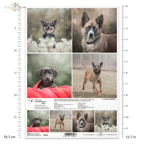 Papier decoupage, papier, Schronisko w Korabiewicach, fotografie zwierząt, psy, Dorota Majcher, Shelter in Korabiewice, animal photography, dogs, Tierheim in Korabiewice, Tierfotografie, Hunde, Refugio en Korabiewice