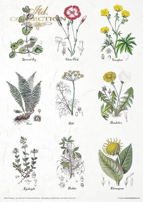 Zestaw papierów - Herbarium*Set of papers - Herbarium*Reihe von Papieren - Herbarium* Conjunto de papeles - Herbario* Conjunto de papeles - Herbario