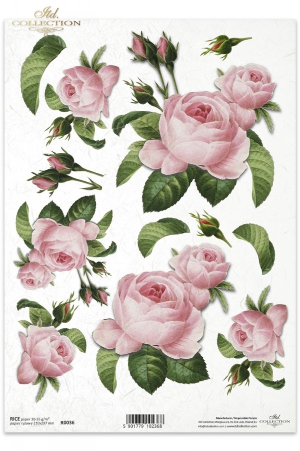 róża, róże, dzika róża, pąki, liście, bukiety, kwiat, kwiaty, R036, roża, róże, Rose, roses, buds, leaves, bouquets, flowers, flower, Blumen, rosa Rosen, flores, rosas rosadas 