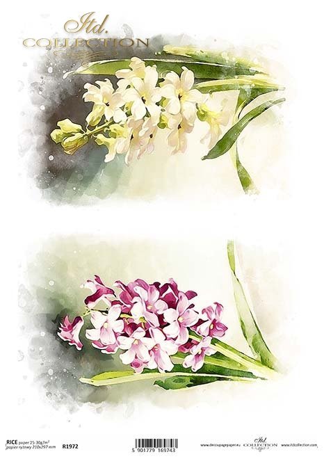 wiosenne kwiaty, hiacynty*spring flowers, hyacinths*Frühlingsblumen, Hyazinthen*flores de primavera, jacintos