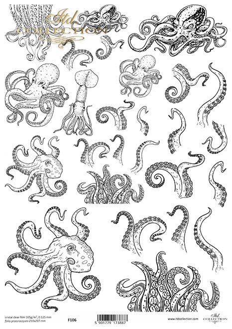 ośmiornica, kraken, macki*octopus, kraken, tentacles*Tintenfisch, Krake, Tentakel*pulpo, kraken, tentáculos