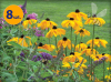 RUDBECKIA HIRTA INDIAN SUMMER 8 SZTUK