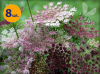 DAUCUS CAROTA DARA 8 SZTUK
