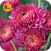 DENDRANTHEMA  INDICUM BLENDA PURPLE 8 SZTUK