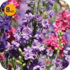DELPHINIUM CONSOLIDA QIS MIX 8 SZTUK