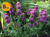 MONARDA HYBRIDA BERGAMO 8 SZTUK