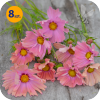 COSMOS BIPINNATUS APRICOTTA 8 SZTUK