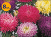 CALLISTEPHUS CHINENSIS GALA FORMULA MIX 8 SZTUK