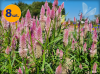 CELOSIA SPICATA FLAMINGO CARMINE 8 SZTUK
