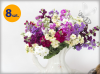 MATTHIOLA INCANA MIRADO MIX 8 SZTUK