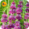 MONARDA HYBRIDA BERGAMO 8 SZTUK