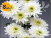 DENDRANTHEMA X INDICUM GOMPIE WHITE 8 SZTUK