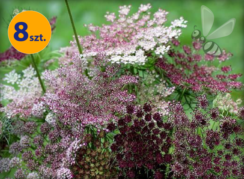 DAUCUS CAROTA DARA 8 SZTUK