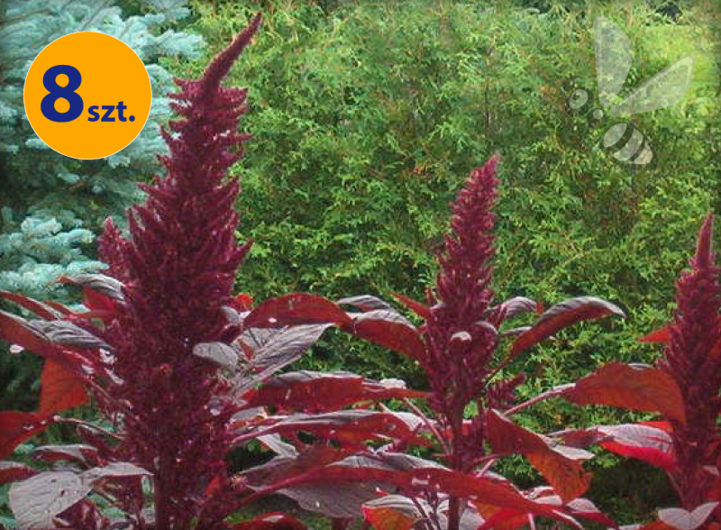 AMARANTHUS CRUENTUS OESCHHBERG 8 SZTUK