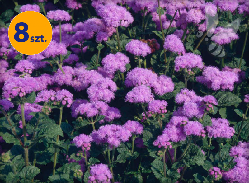 AGERATUM HOUSTONIANUM 8 SZTUK