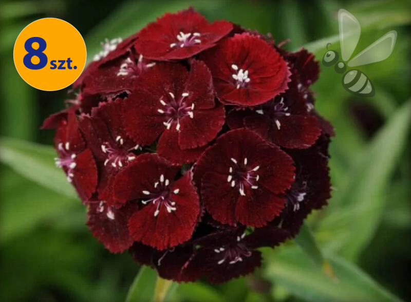 DIANTHUS BARBATUS SWEET F1 BLACK CHERRY 8 SZTUK