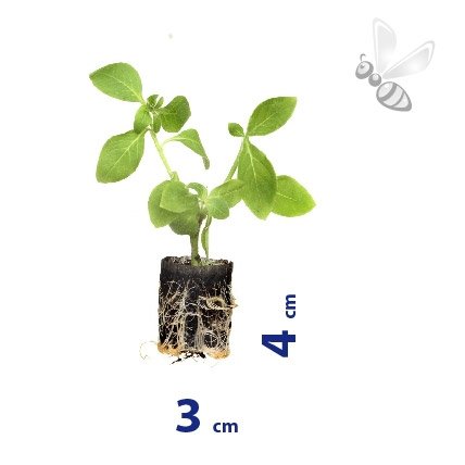 DENDRANTHEMA  INDICUM BLENDA PURPLE 8 SZTUK