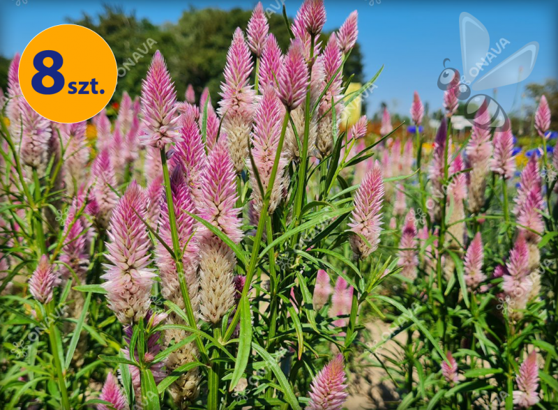 CELOSIA SPICATA FLAMINGO CARMINE 8 SZTUK