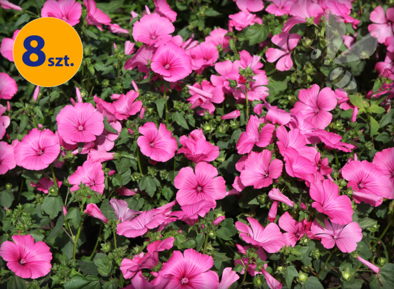 LAVATERA TRIMESTRIS REGIS RUBY 8 SZTUK