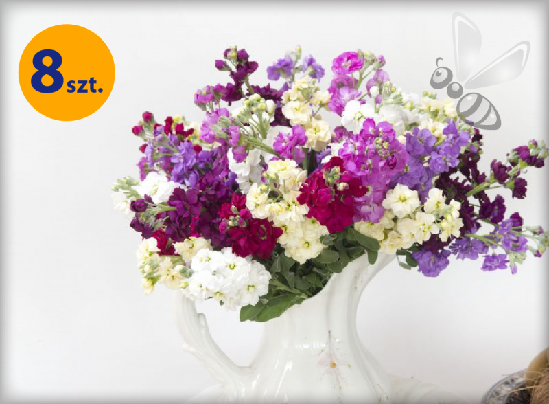 MATTHIOLA INCANA MIRADO MIX 8 SZTUK