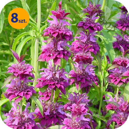 MONARDA HYBRIDA BERGAMO 8 SZTUK