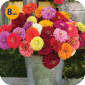 ZINNIA ELEGANS GULLIVER FORMULA MIX 8 SZTUK 