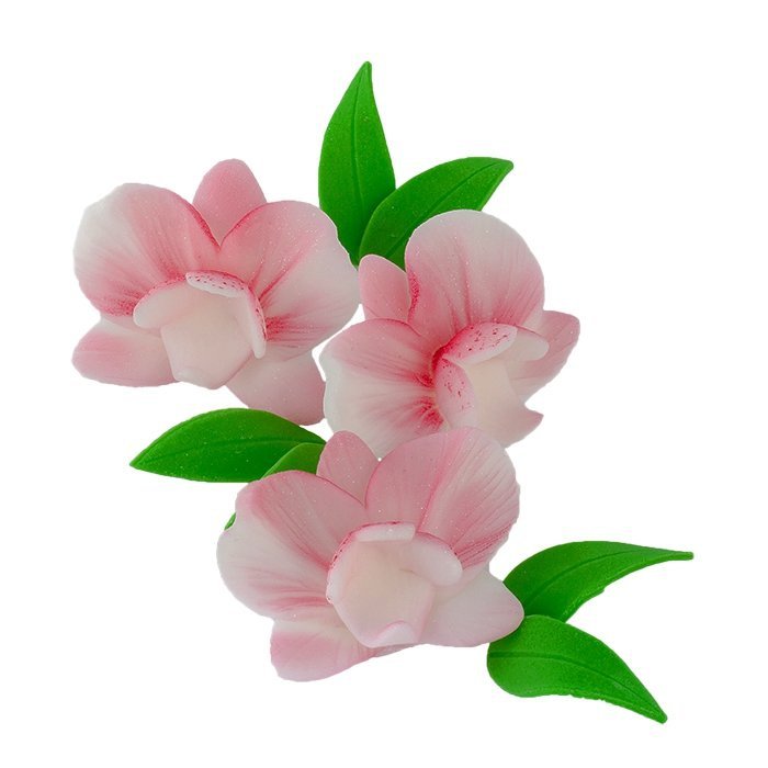 Zestaw Cymbidium RÓŻOWY z listkami