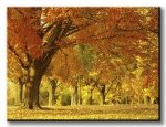 Obraz do salonu - Jesienny krajobraz - 120x90 cm