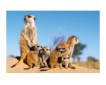 Meerkats (Babysitter) - reprodukcja