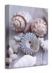 Shells and Pebble - Obraz na płótnie