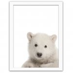 Obraz na ścianę do salonu, sypialni, biura - Niedźwiedź polarny - Biała Rama
