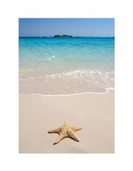 Rozgwiazda na plaży - reprodukcja